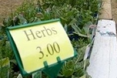 Fresh herbs at Ballarat Lakeside Farmers' Market